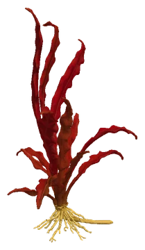 Barclaya longifolia