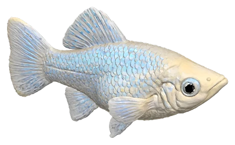Molly, Platinum
