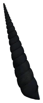 Black Devil Snail (Faunus ater)