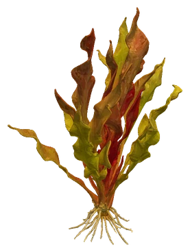 Echinodorus 'Fancy Twist'