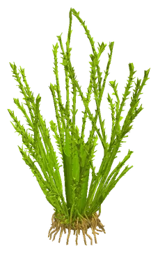 Leptodictyum riparium