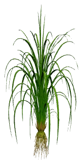 Cyperus helferi