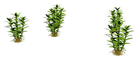 Staurogyne repens