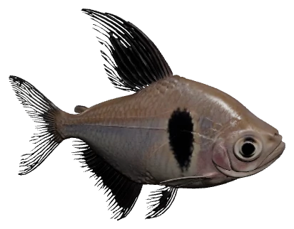 Black Phantom Tetra (Hyphessobrycon megalopterus)