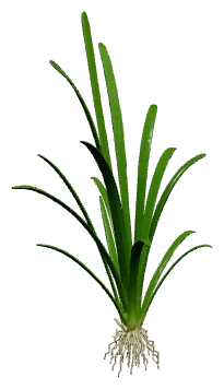 Dwarf Sagittaria (Sagittaria subulata)