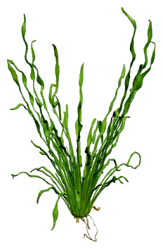 Helanthium 'Vesuvius' (Helanthium bolivianum "Vesuvius")