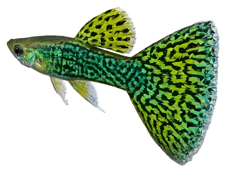 Guppy, Cobra