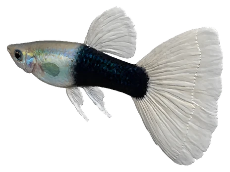 Guppy, Tuxedo