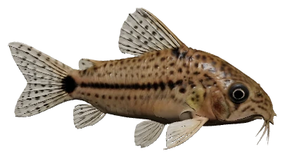 Salt and Pepper Cory (Corydoras habrosus)