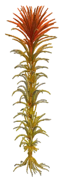 Ludwigia inclinata