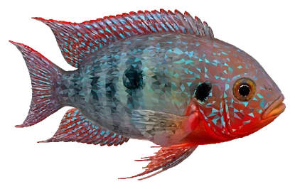 Firemouth Cichlid (Thorichthys meeki)