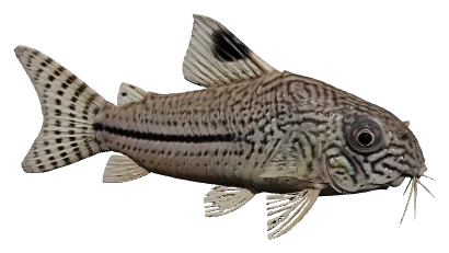 Julii Cory (Corydoras trilineatus / julii)