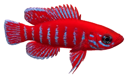 Scarlet Badis (Dario dario)
