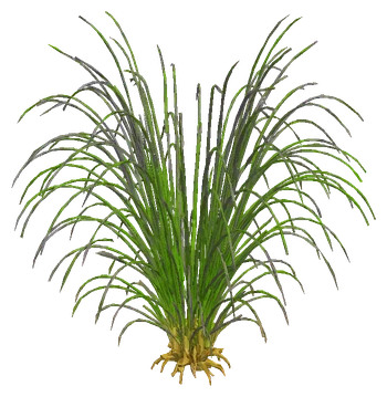 Eriocaulon 'Feather Duster' (Eriocaulon breviscapum)
