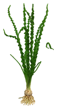 Crinum calamistratum