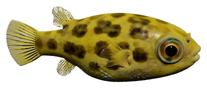 Pea Puffer (Carinotetraodon travancoricus)