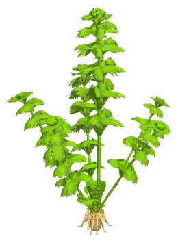 Limnophila heterophylla