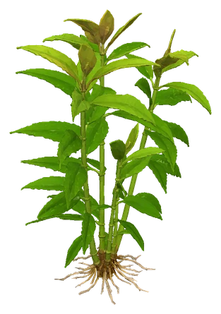 Hygrophila corymbosa 'Siamensis' (Hygrophila corymbosa)