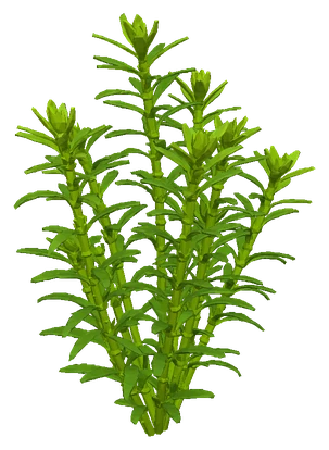 Rotala rotundifolia, Green