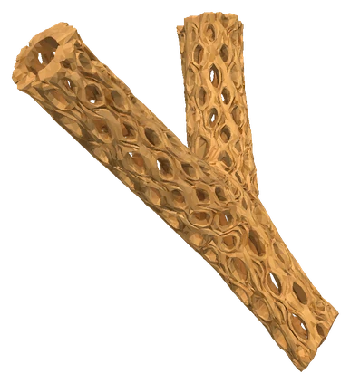 Cholla Wood