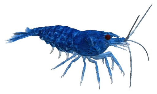 Cherry Shrimp, Blue Dream