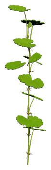 Brazilian Pennywort (Hydrocotyle leucocephala)