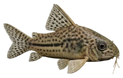 Peppered Cory (Corydoras paleatus)