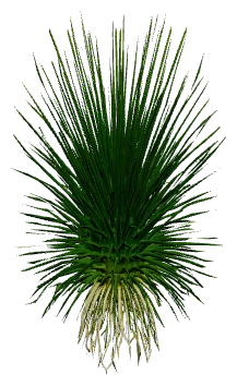 Eriocaulon 'Vietnam' (Eriocaulon sp.)
