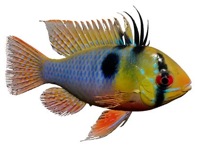 German Blue Ram (Mikrogeophagus ramirezi)