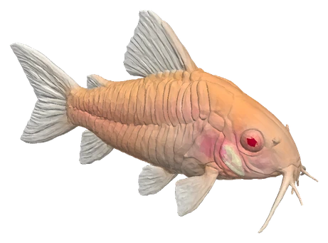 Bronze Cory, Albino