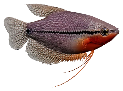Pearl Gourami (Trichopodus leerii)
