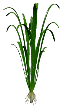 Vallisneria spiralis