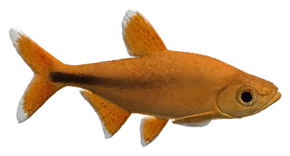 Silvertip Tetra (Hasemania nana)