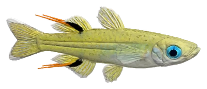 Pacific Blue-eye (Pseudomugil signifer)