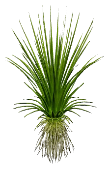 Eriocaulon cinereum