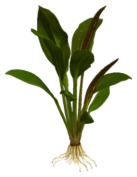Echinodorus × barthii