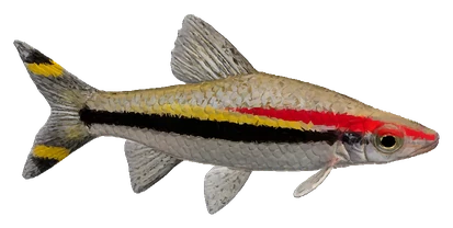 Denison Barb (Sahyadria denisonii)