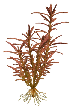 Hygrophila lancea 'Araguaia' (Hygrophila lancea)