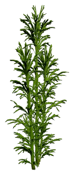 Water Wisteria (Hygrophila difformis)