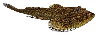 Butterfly Hillstream Loach (Beaufortia kweichowensis)