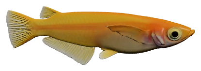 Medaka (Oryzias latipes)