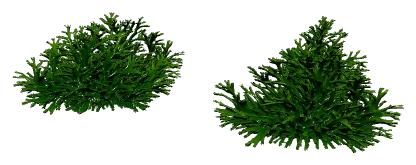 Mini Pellia (Riccardia chamedryfolia)