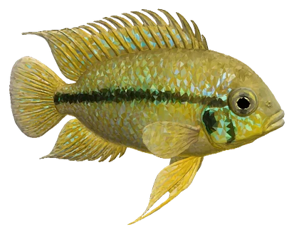 Golden Dwarf Acara (Nannacara anomala)