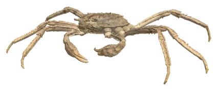 Thai Micro Crab (Limnopilos naiyanetri)