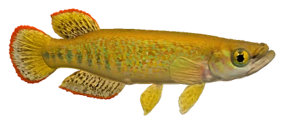 Golden Wonder Killifish (Aplocheilus lineatus)