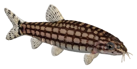 Dwarf Chain Loach (Ambastaia sidthimunki)