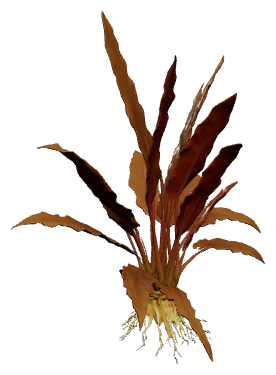 Cryptocoryne undulata 'Red' (Cryptocoryne undulata)
