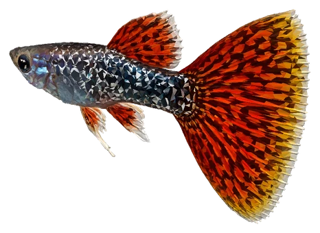 Guppy, Dragon Mosaic