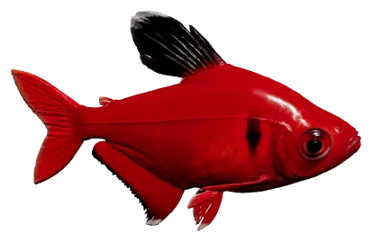 Serpae Tetra (Hyphessobrycon eques)