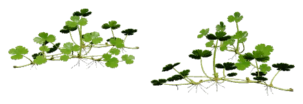Hydrocotyle tripartita 'Japan' (Hydrocotyle tripartita)